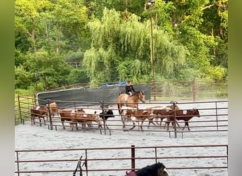 American Quarter Horse, Gelding, 8 years, Buckskin