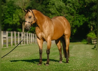 American Quarter Horse, Gelding, 8 years, Buckskin