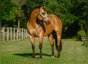 American Quarter Horse, Gelding, 8 years, Buckskin