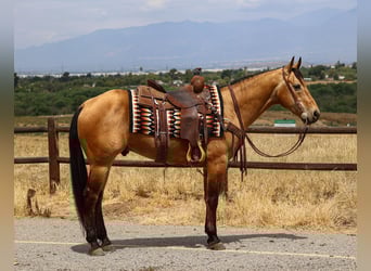 American Quarter Horse, Gelding, 8 years, Buckskin