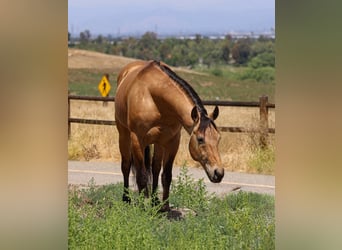 American Quarter Horse, Gelding, 8 years, Buckskin
