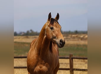 American Quarter Horse, Gelding, 8 years, Buckskin