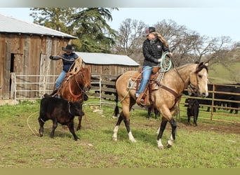 American Quarter Horse, Gelding, 8 years, Buckskin