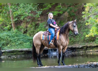 American Quarter Horse, Gelding, 8 years, Buckskin