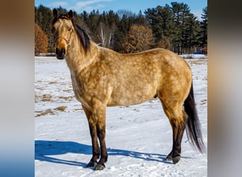 American Quarter Horse, Gelding, 8 years, Buckskin