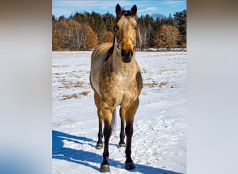 American Quarter Horse, Gelding, 8 years, Buckskin