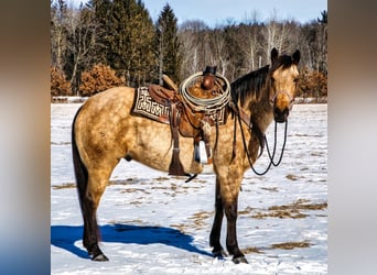 American Quarter Horse, Gelding, 8 years, Buckskin