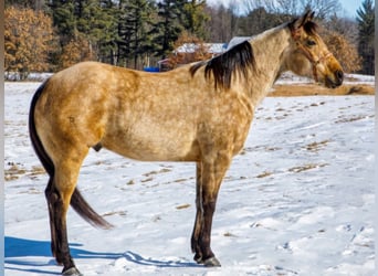 American Quarter Horse, Gelding, 8 years, Buckskin