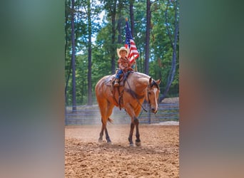 American Quarter Horse, Gelding, 8 years, Buckskin