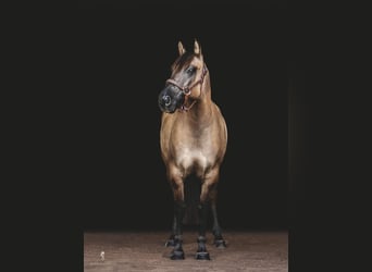 American Quarter Horse, Gelding, 8 years, Buckskin