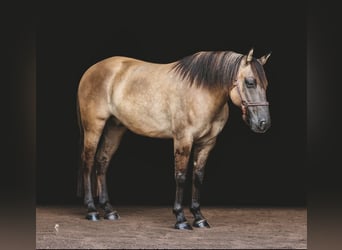 American Quarter Horse, Gelding, 8 years, Buckskin