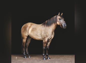 American Quarter Horse, Gelding, 8 years, Buckskin