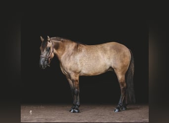 American Quarter Horse, Gelding, 8 years, Buckskin