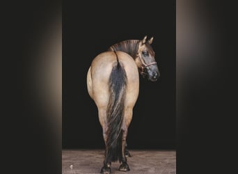 American Quarter Horse, Gelding, 8 years, Buckskin