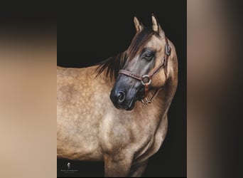 American Quarter Horse, Gelding, 8 years, Buckskin