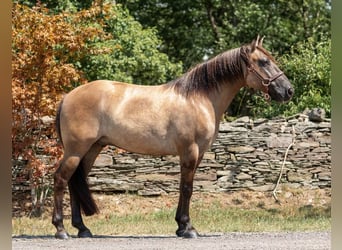 American Quarter Horse, Gelding, 8 years, Buckskin