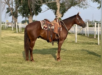 American Quarter Horse, Gelding, 8 years, Chestnut