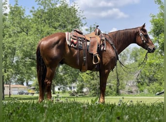 American Quarter Horse, Gelding, 8 years, Chestnut