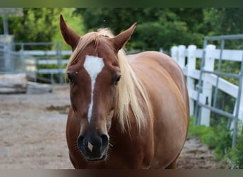 American Quarter Horse, Gelding, 8 years, Chestnut-Red