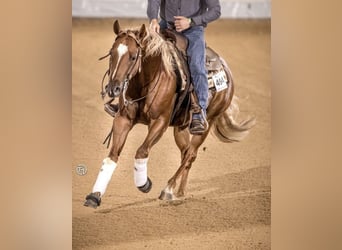 American Quarter Horse, Gelding, 8 years, Chestnut-Red