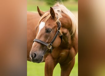 American Quarter Horse, Gelding, 8 years, Chestnut-Red