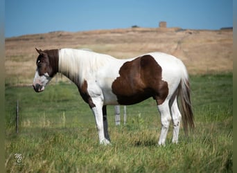 American Quarter Horse, Gelding, 8 years, Chestnut