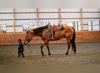 American Quarter Horse, Gelding, 8 years, Dun
