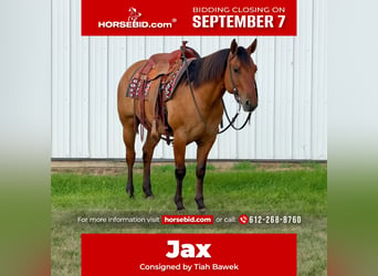 American Quarter Horse, Gelding, 8 years, Dun
