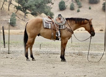 American Quarter Horse, Gelding, 8 years, Dun