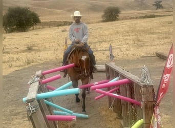 American Quarter Horse, Gelding, 8 years, Dun