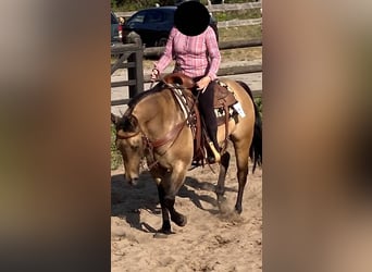 American Quarter Horse, Gelding, 8 years, Dun