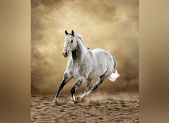 American Quarter Horse, Gelding, 8 years, Gray-Dapple
