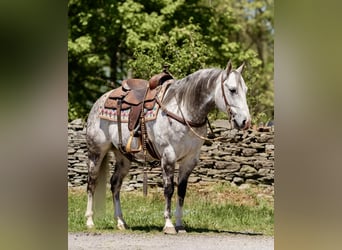 American Quarter Horse, Gelding, 8 years, Gray-Dapple