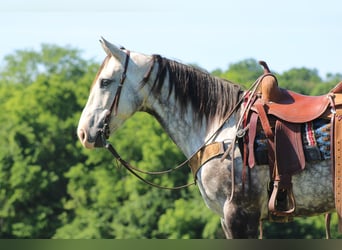 American Quarter Horse, Gelding, 8 years, Gray-Dapple