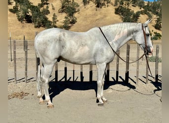 American Quarter Horse, Gelding, 8 years, Gray