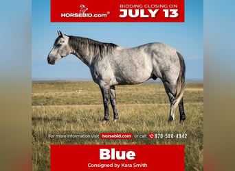 American Quarter Horse, Gelding, 8 years, Grey