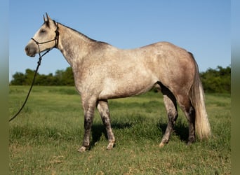 American Quarter Horse, Gelding, 8 years, Grey