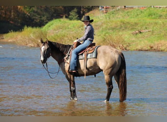 American Quarter Horse, Gelding, 8 years, Grullo