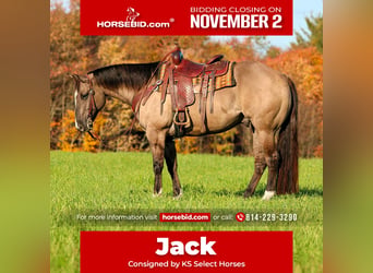American Quarter Horse, Gelding, 8 years, Grullo