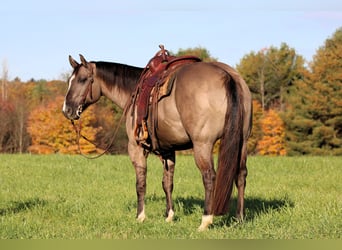 American Quarter Horse, Gelding, 8 years, Grullo