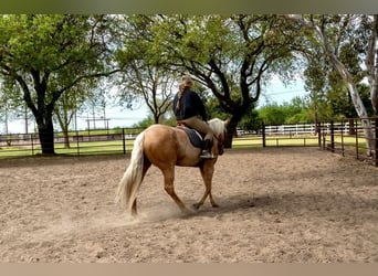 American Quarter Horse, Gelding, 8 years, Palomino