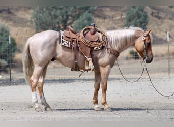 American Quarter Horse, Gelding, 8 years, Palomino