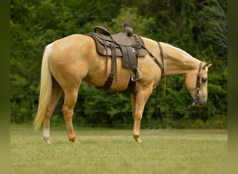 American Quarter Horse, Gelding, 8 years, Palomino