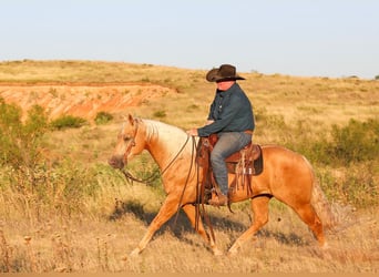 American Quarter Horse, Gelding, 8 years, Palomino