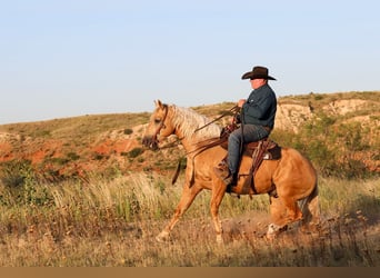 American Quarter Horse, Gelding, 8 years, Palomino