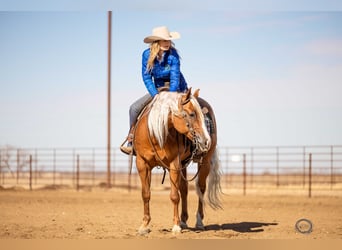 American Quarter Horse, Gelding, 8 years, Palomino