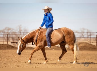 American Quarter Horse, Gelding, 8 years, Palomino