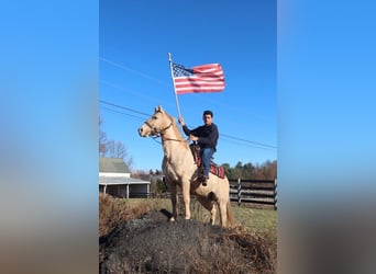 American Quarter Horse, Gelding, 8 years, Palomino