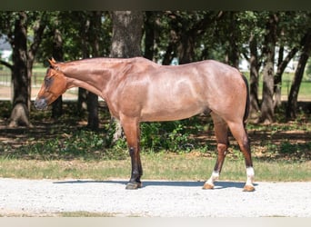 American Quarter Horse, Gelding, 8 years, Roan-Bay