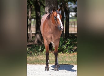 American Quarter Horse, Gelding, 8 years, Roan-Bay
